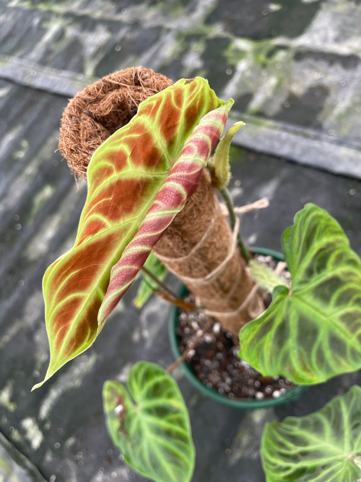 Philodendron Verrucosum