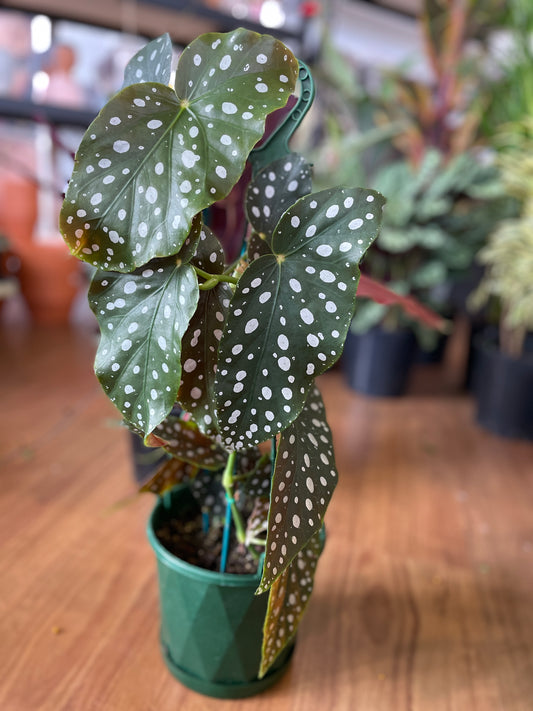 Begonia Maculata Angel Wings (Pick up only)