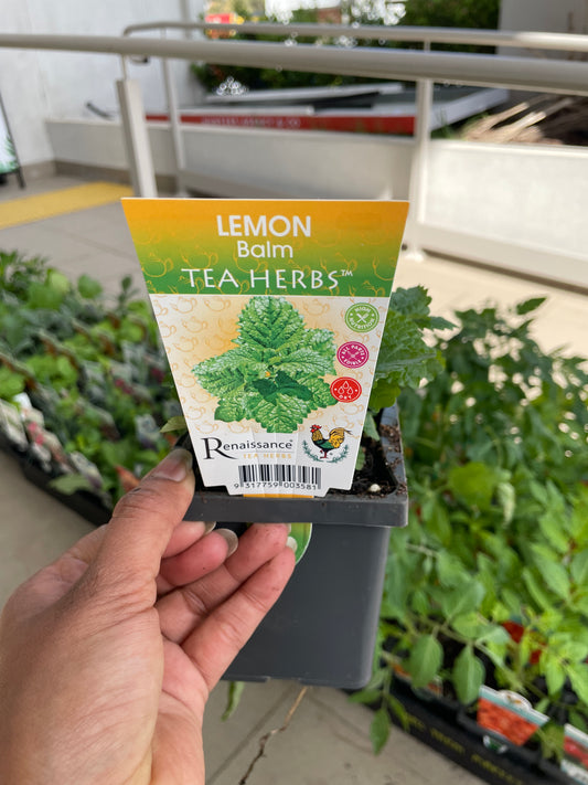 Lemon Balm Tea Herbs