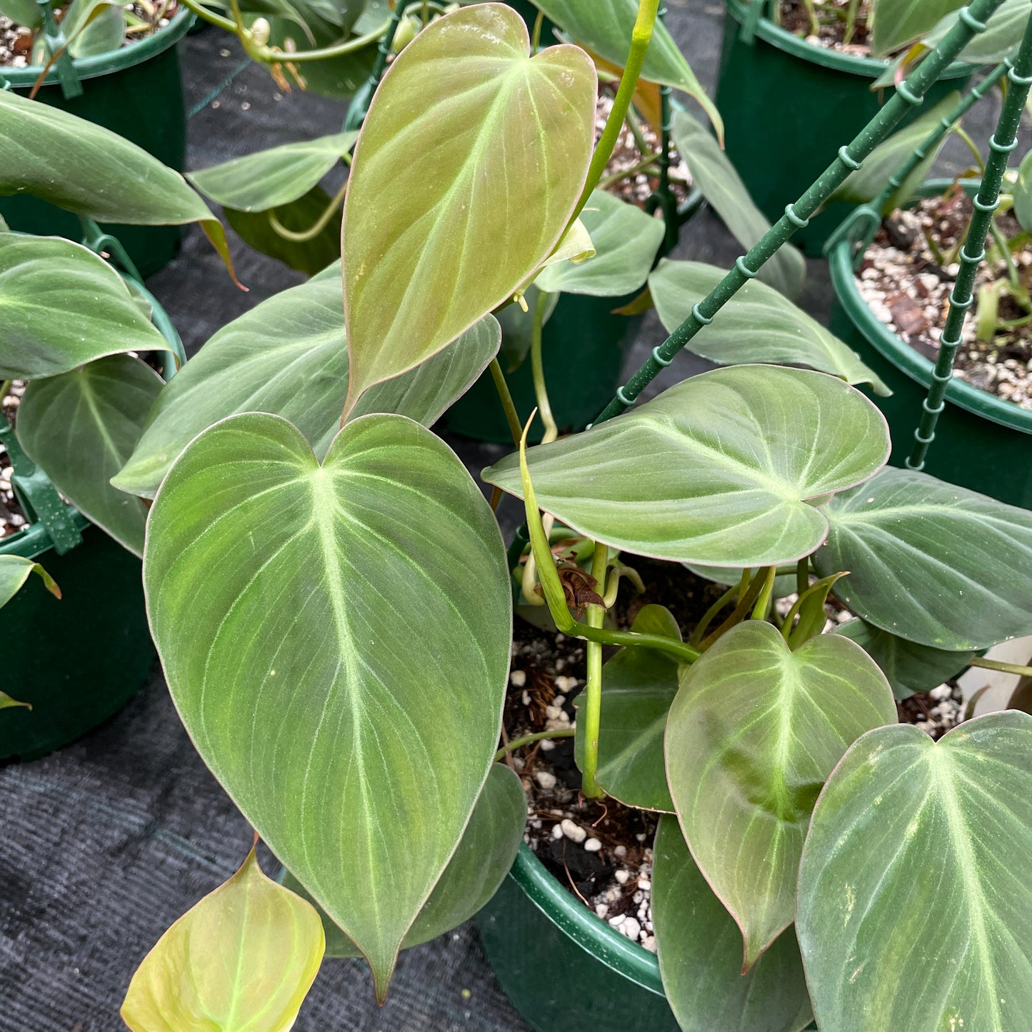 Philodendron Micans