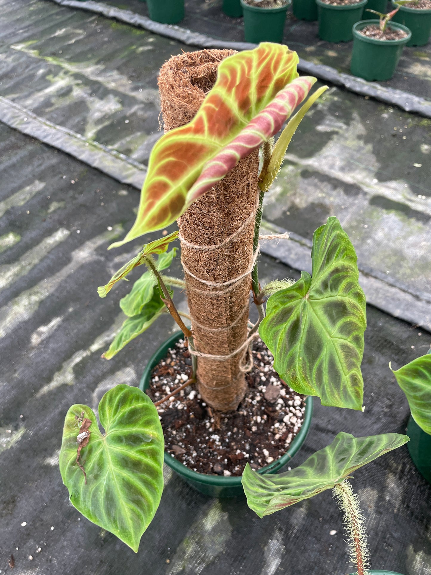 Philodendron Verrucosum