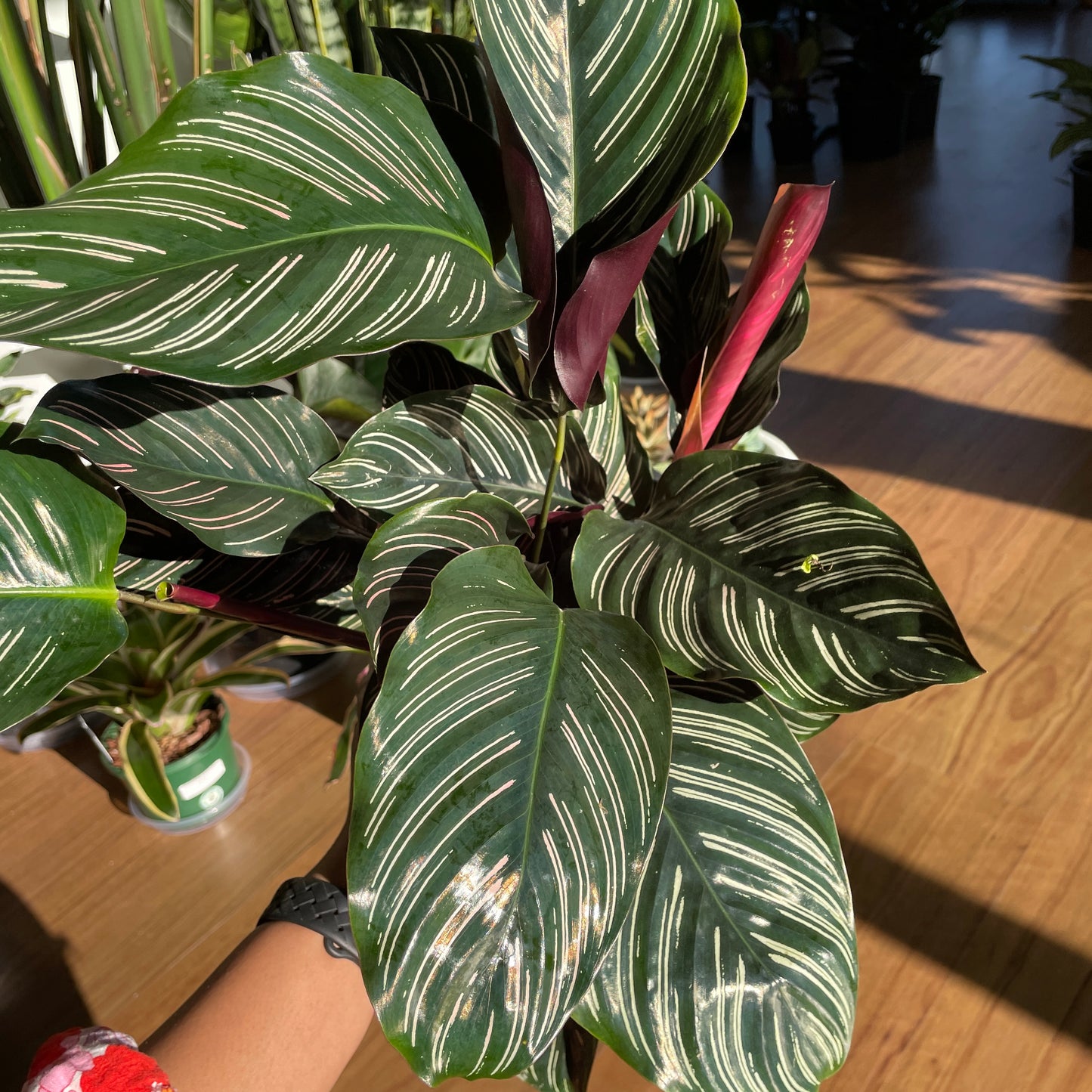 Calathea Ornata ‘Pinstripe’ 200mm