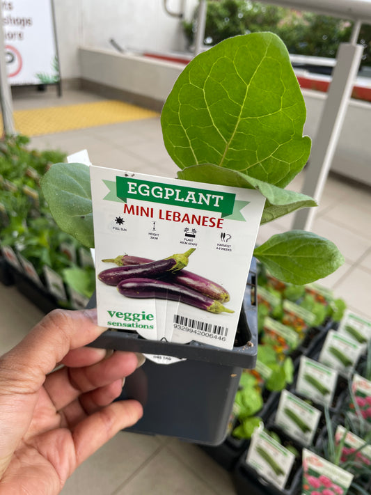 Eggplant Mini Lebanese