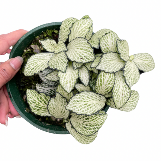 Fittonia Nerve Plant (White)