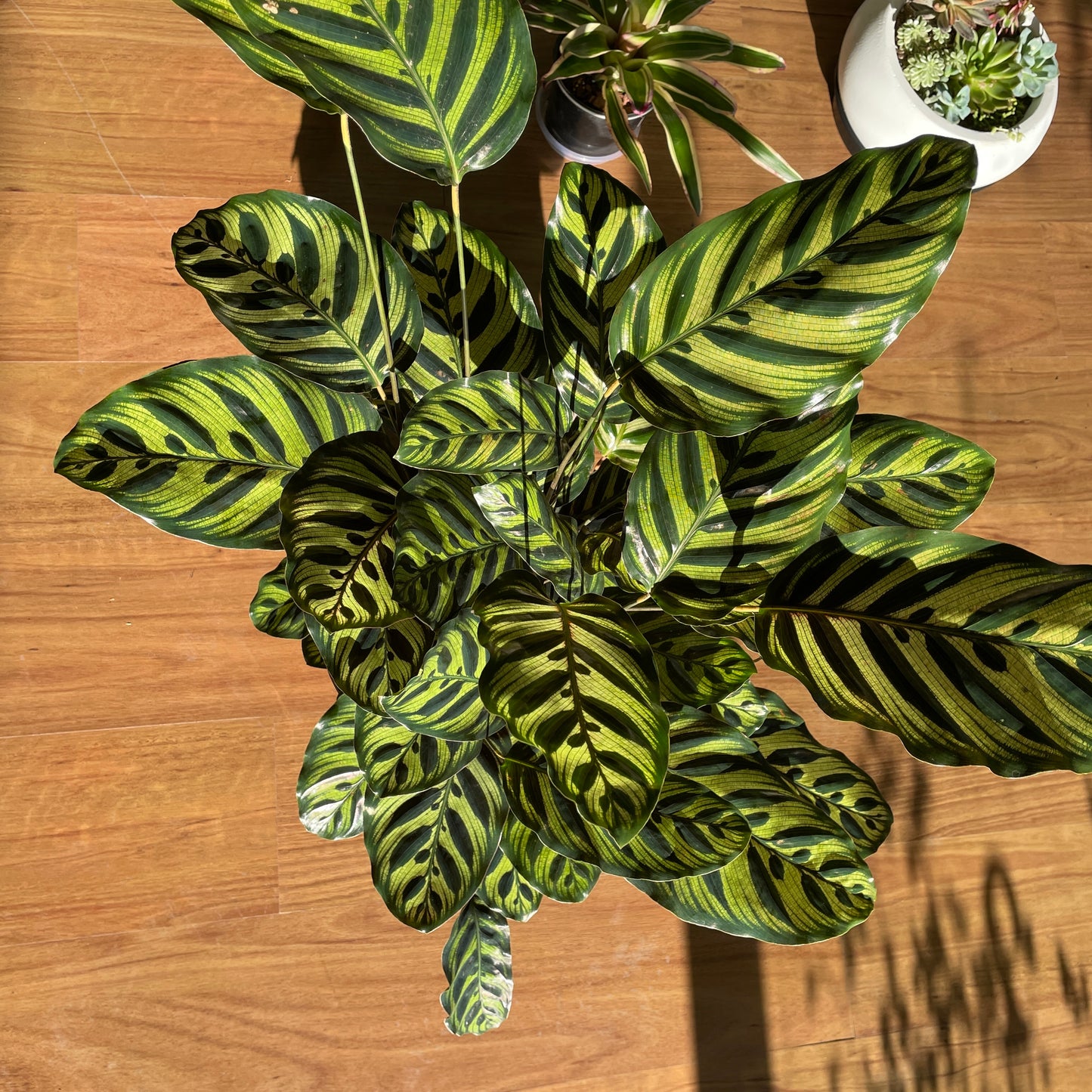 Calathea Makoyana (Peacock Plant)250mm