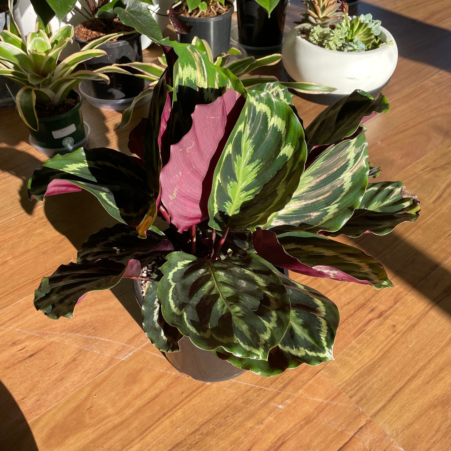 Calathea Roseopicta 200mm