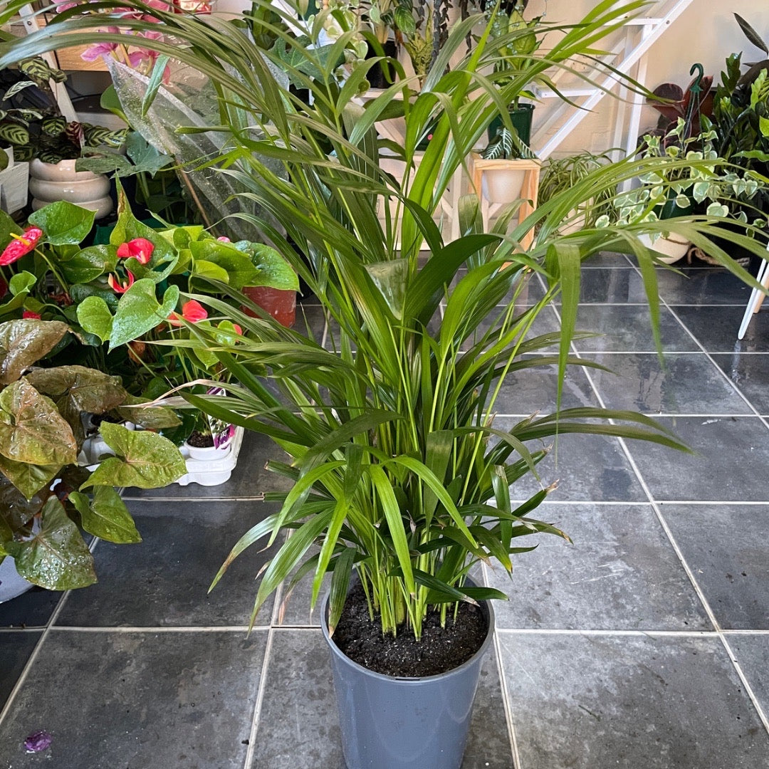 Golden Cane Palm (Pick Up only)