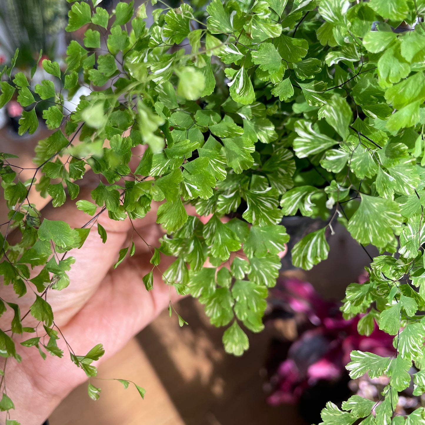 Adiantum Maidenhair Fern Variegated