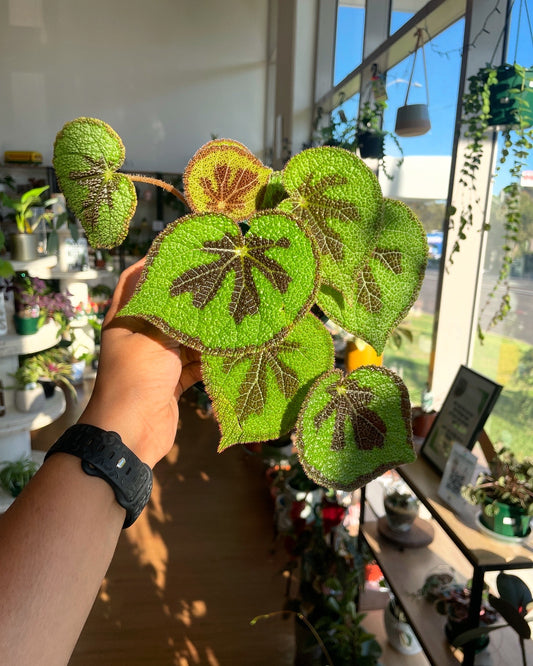 Begonia Masoniana