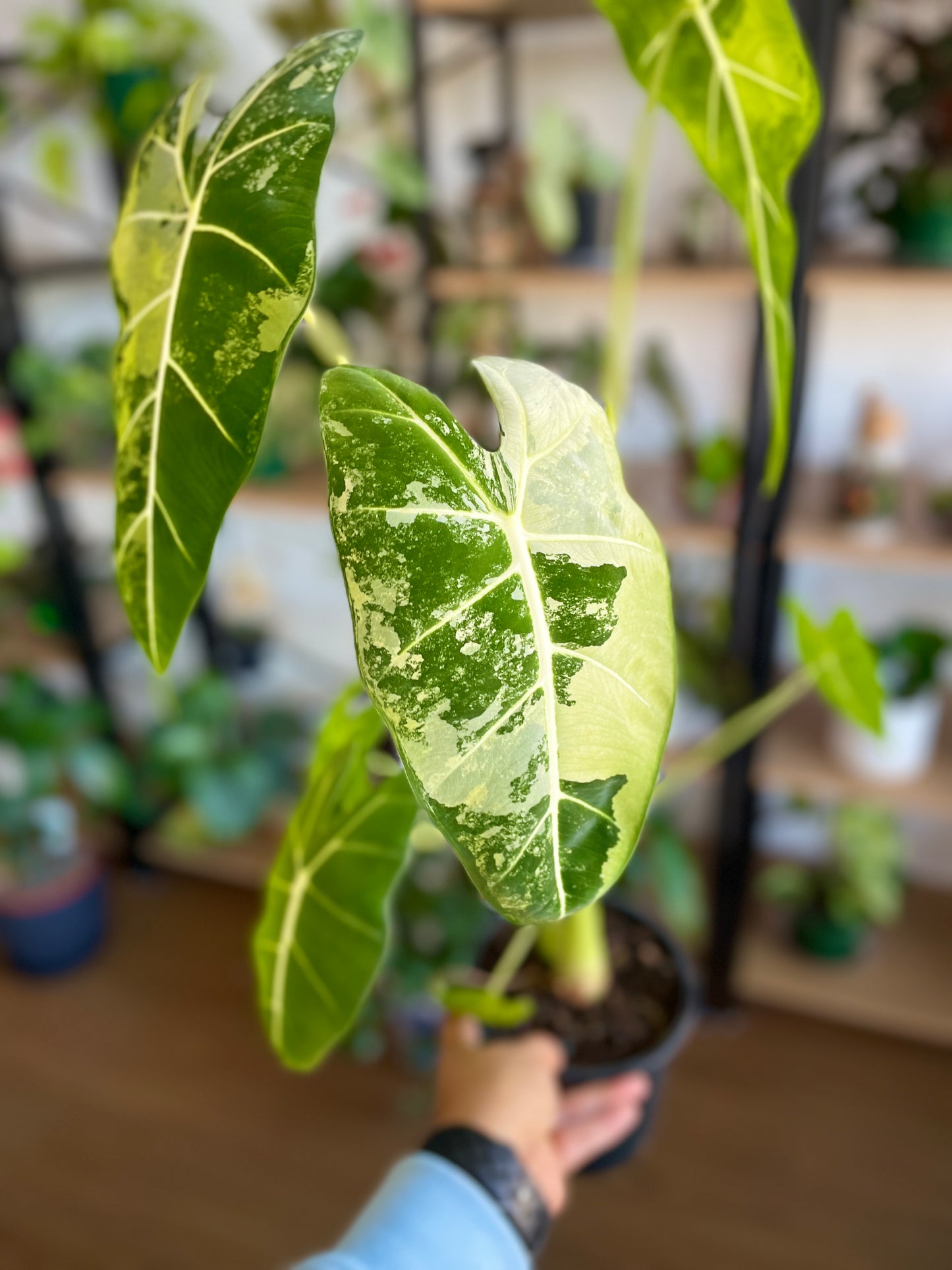 Alocasia Frydek Green Velvet Variegated