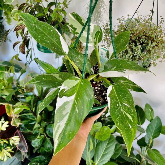 Philodendron White Princess (2 plants in a pot)