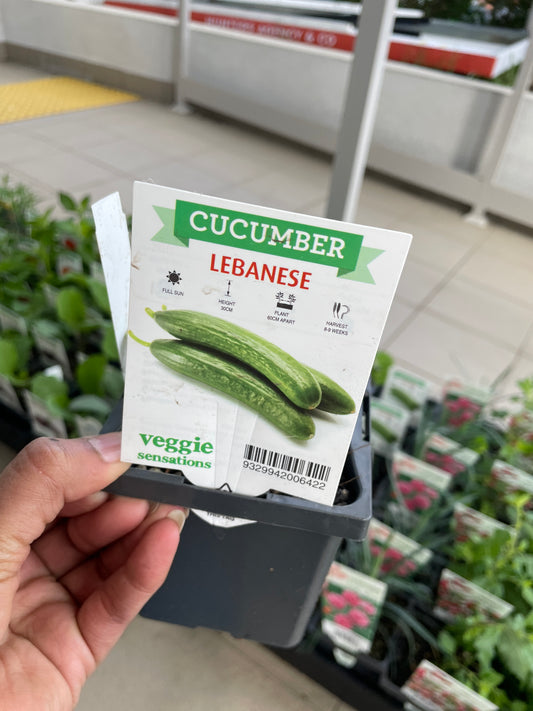 Cucumber Lebanese