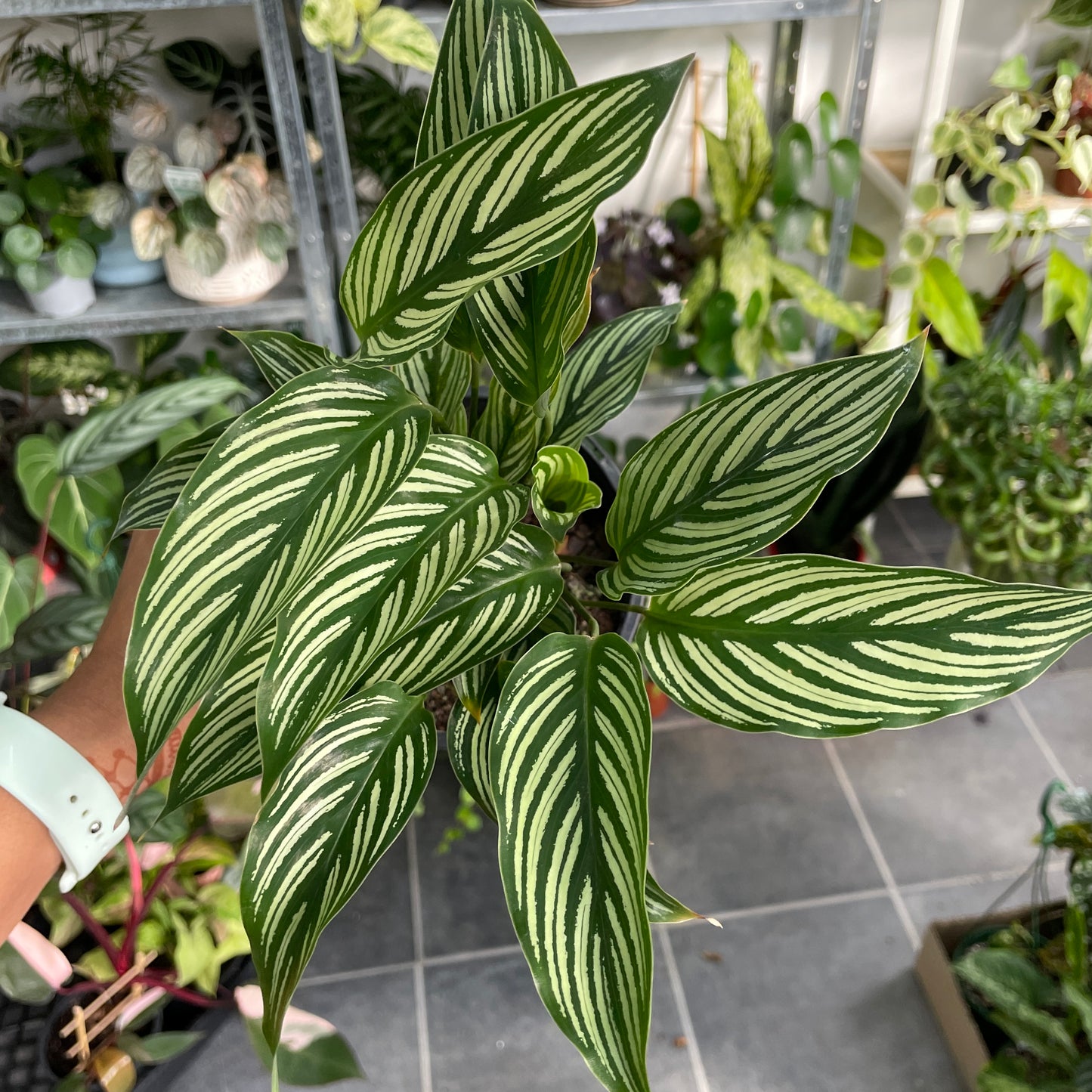 Calathea Vittata