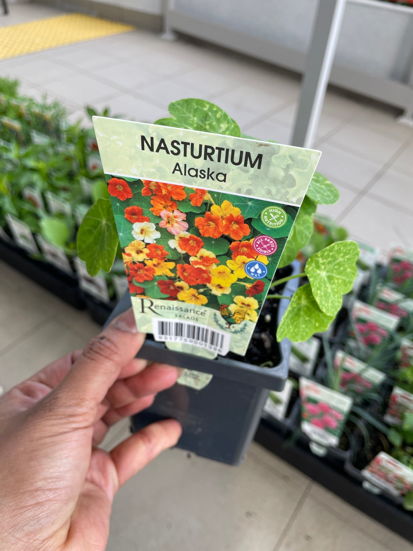 Nasturtium Alaska