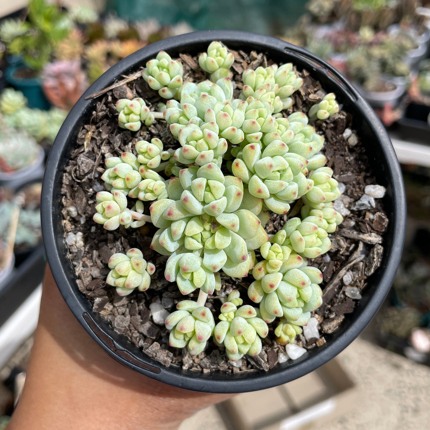 Echeveria Caramel Elves