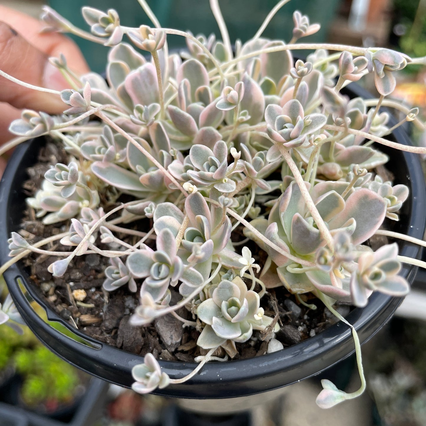 Orostachys Dunce Cap Variegata