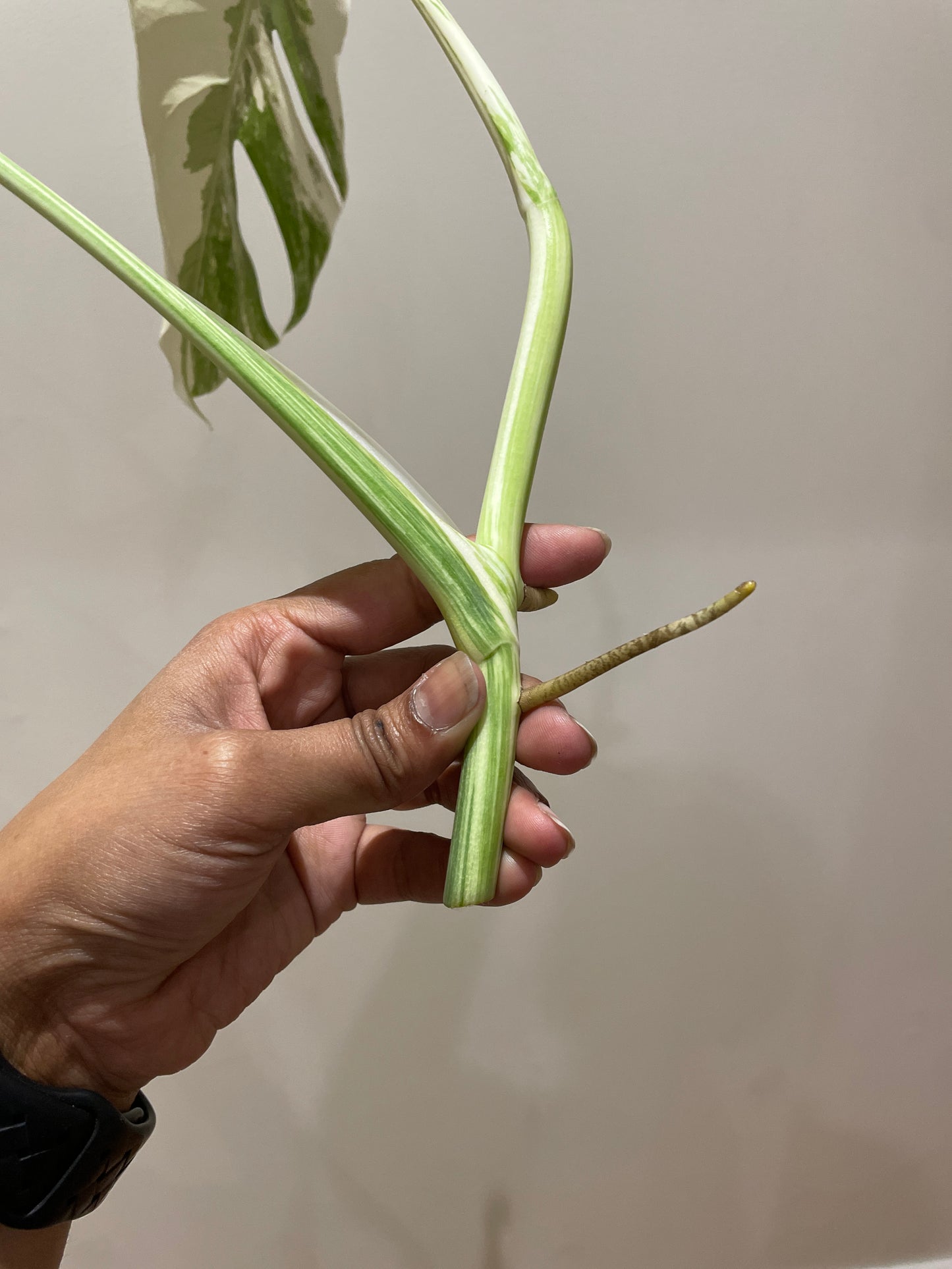 Monstera Albo (non-tissue cultured) cutting A