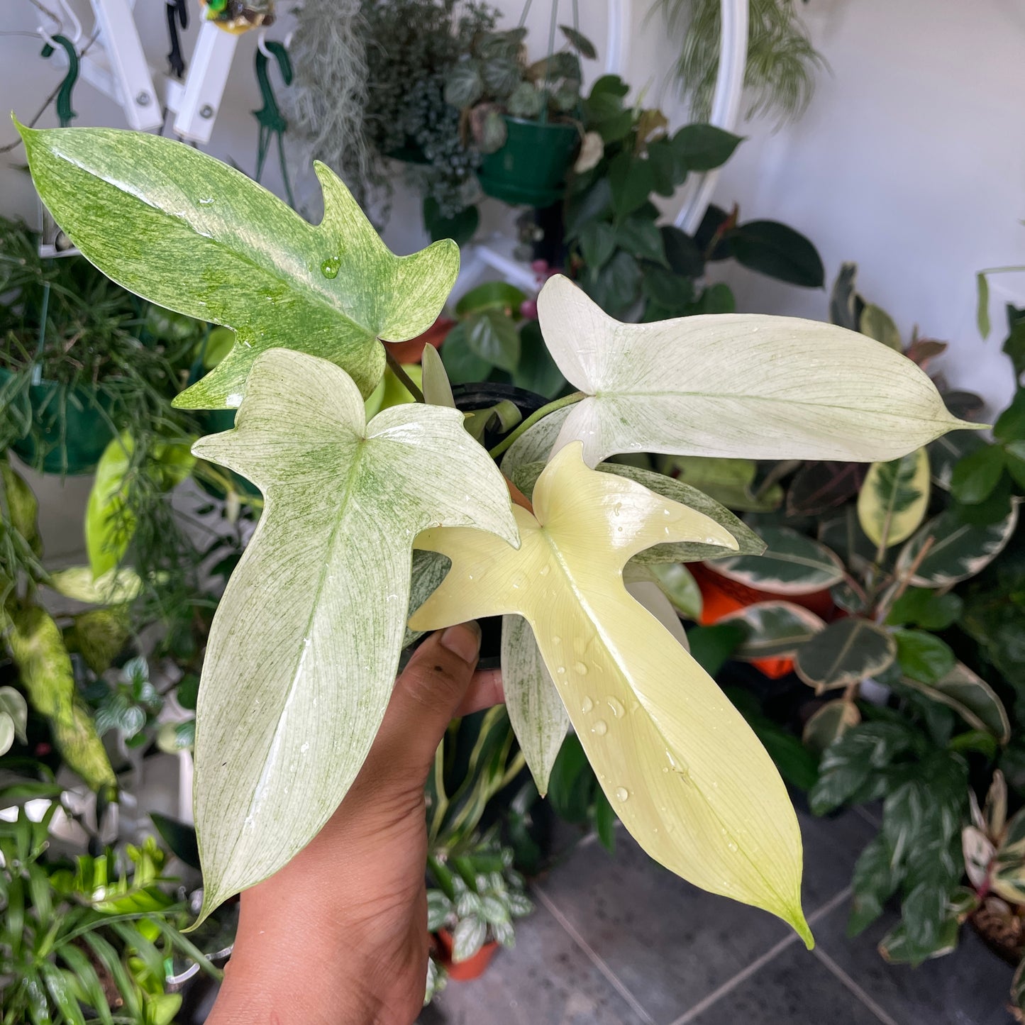 Philodendron Florida Ghost ‘Mint’