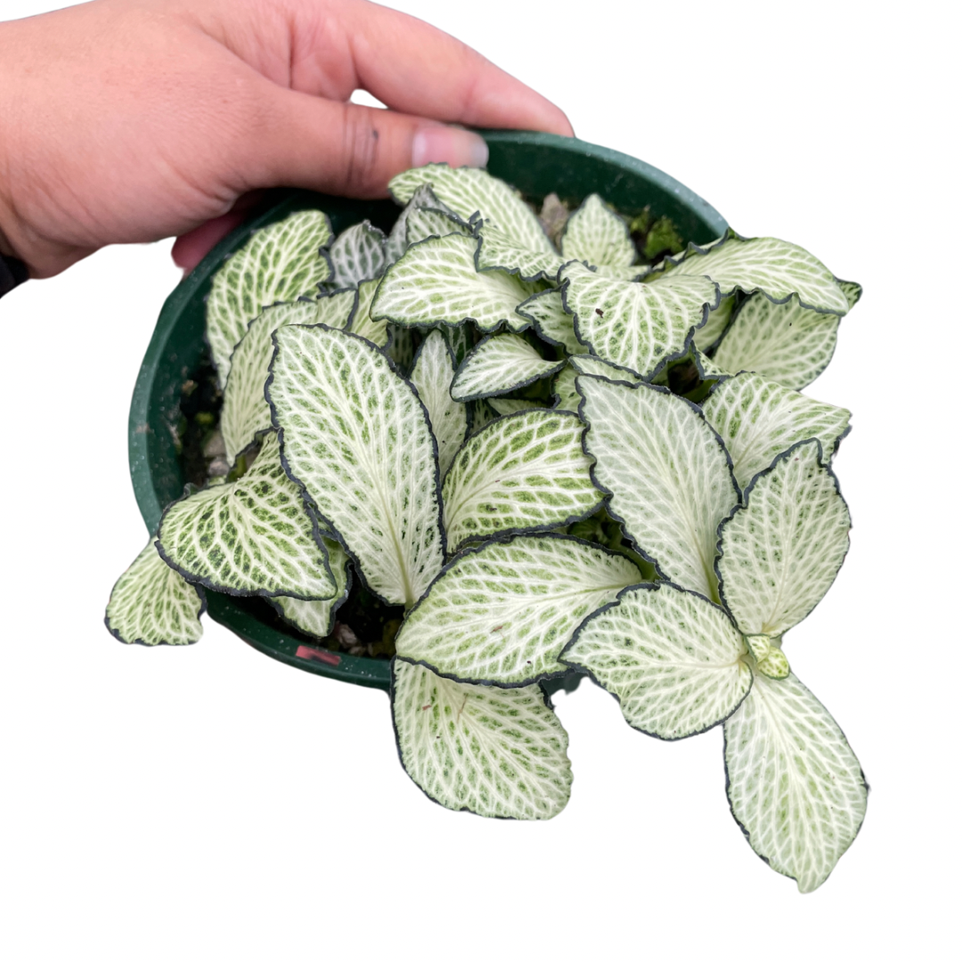 Fittonia Nerve Plant (White)