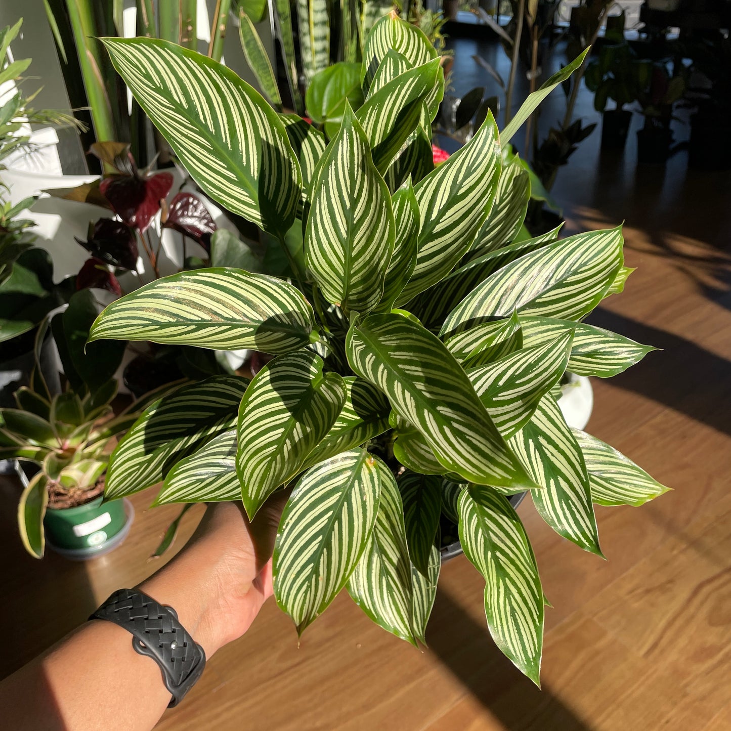 Calathea Vittata 200mm