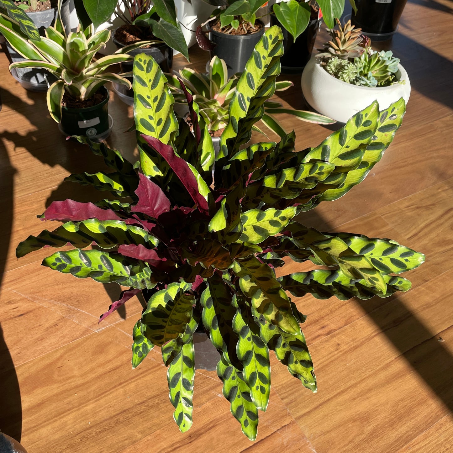 Calathea Rattlesnake 200mm