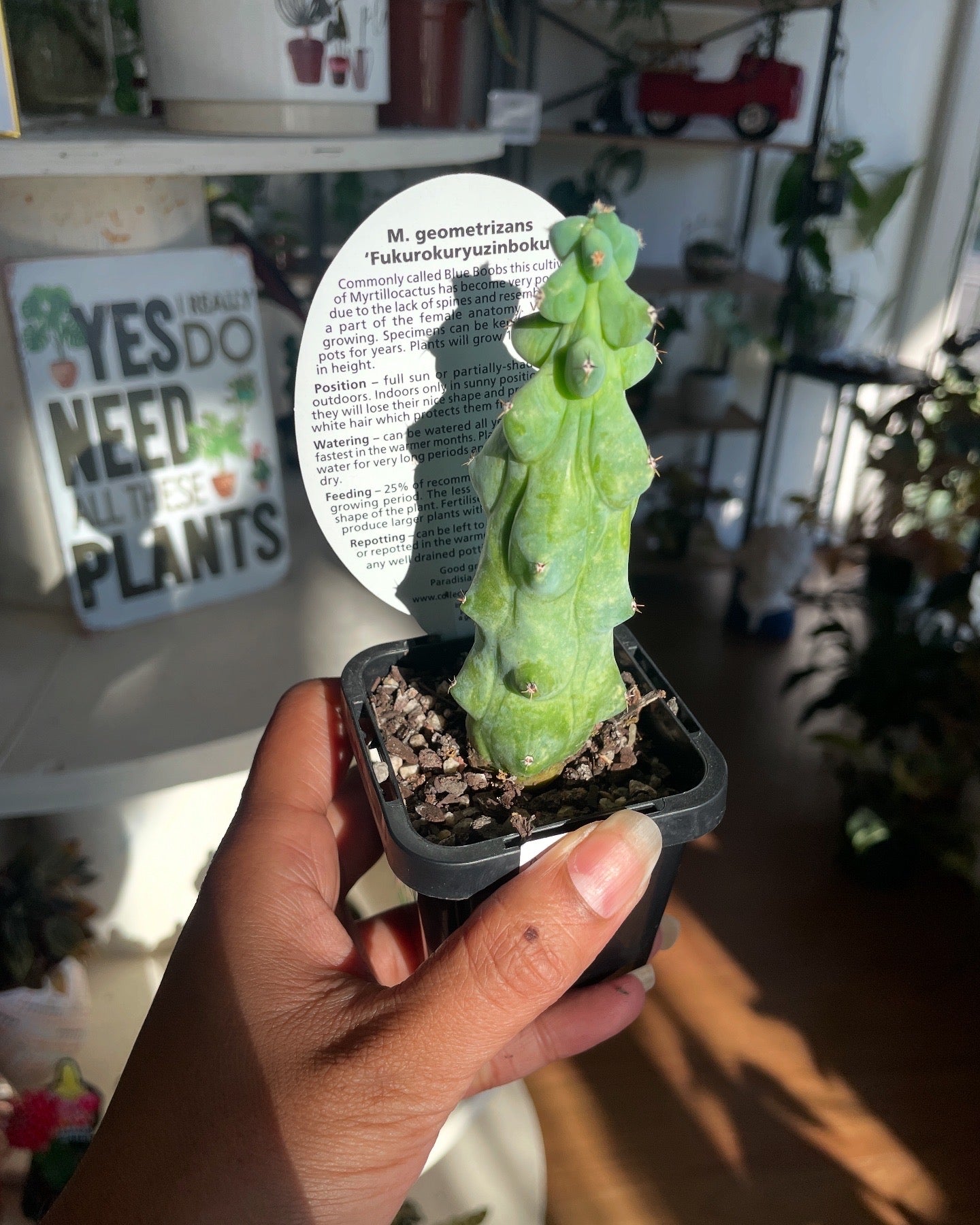 Myrtillocactus geometrizans 'Fukurokuryuzinboku' Booby Cactus