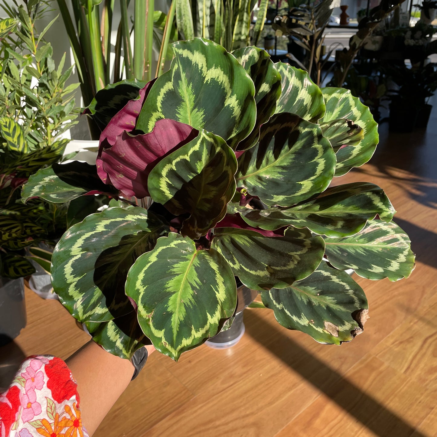 Calathea Roseopicta 200mm