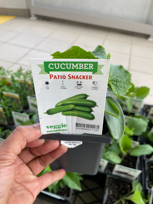 Cucumber Patio Snacker