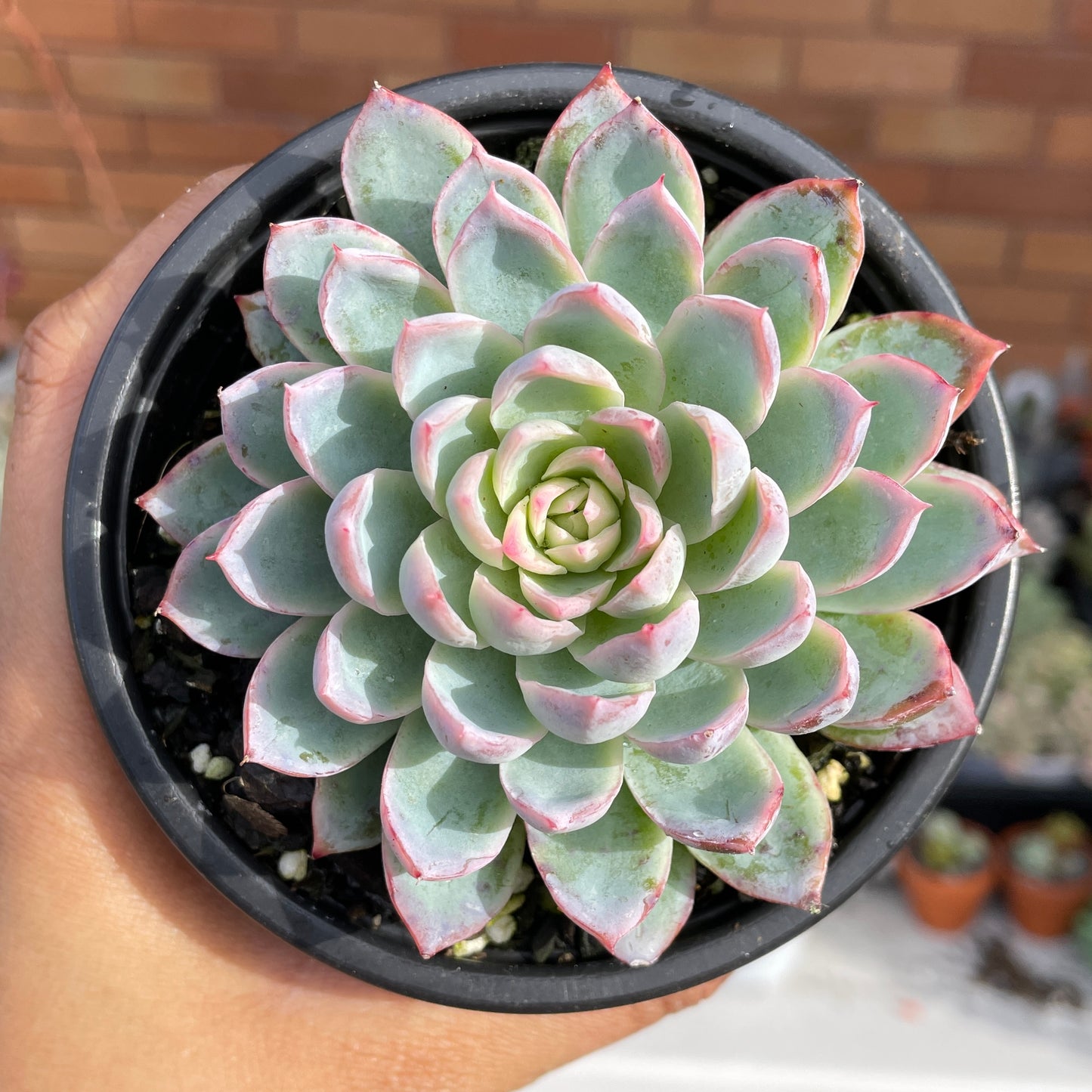 Echeveria Violet Queen