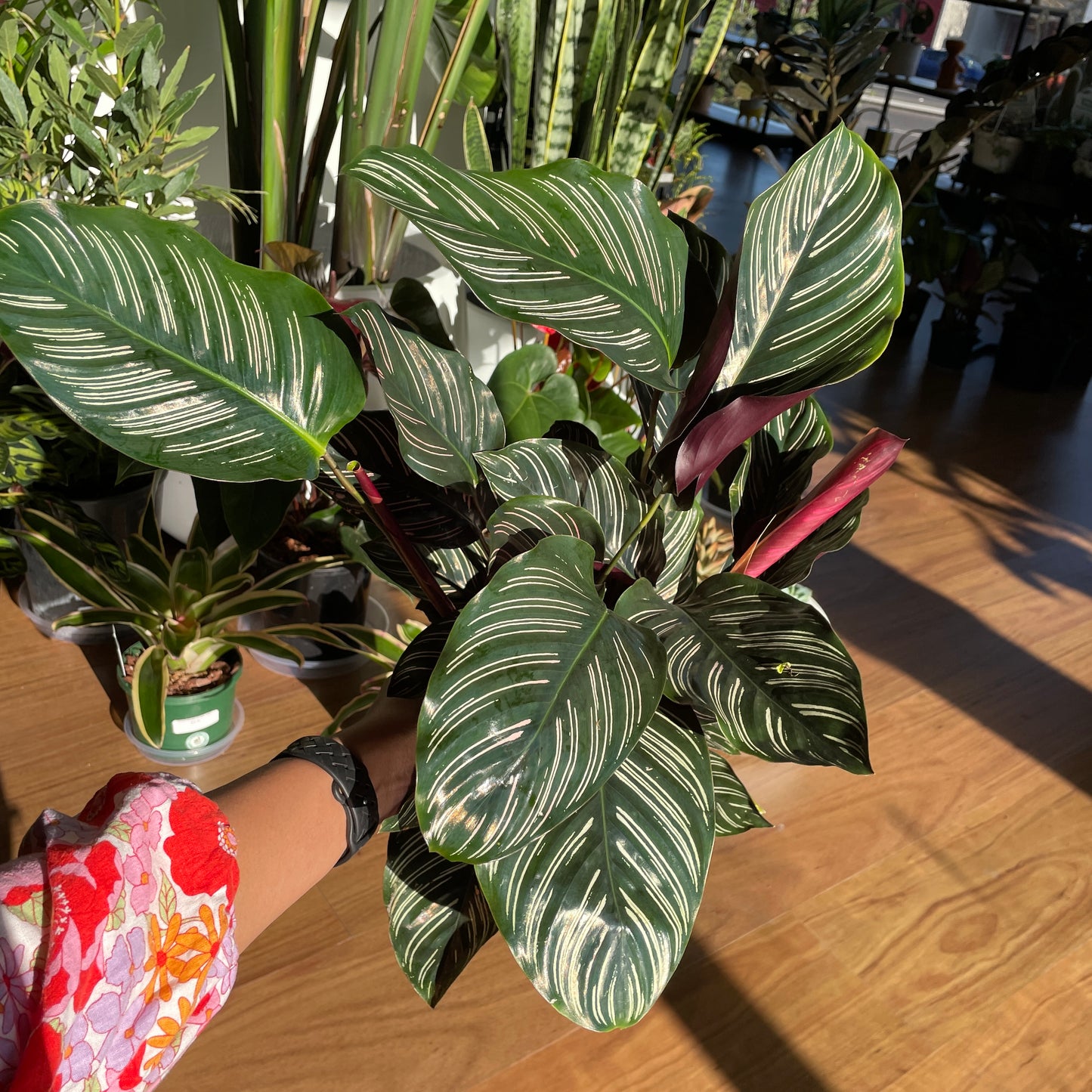 Calathea Ornata ‘Pinstripe’ 200mm