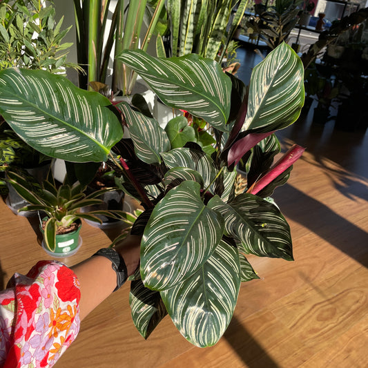 Calathea Ornata ‘Pinstripe’ 200mm