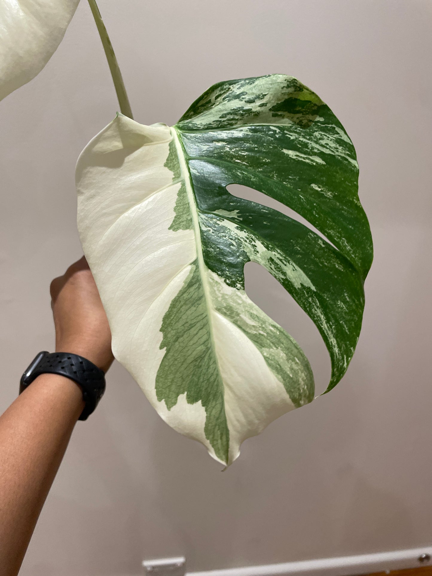 Monstera Albo (non-tissue cultured) cutting A