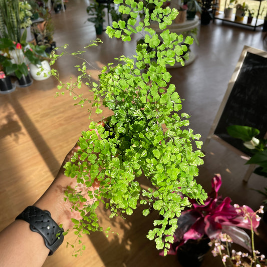 Adiantum Maidenhair Fern Variegated