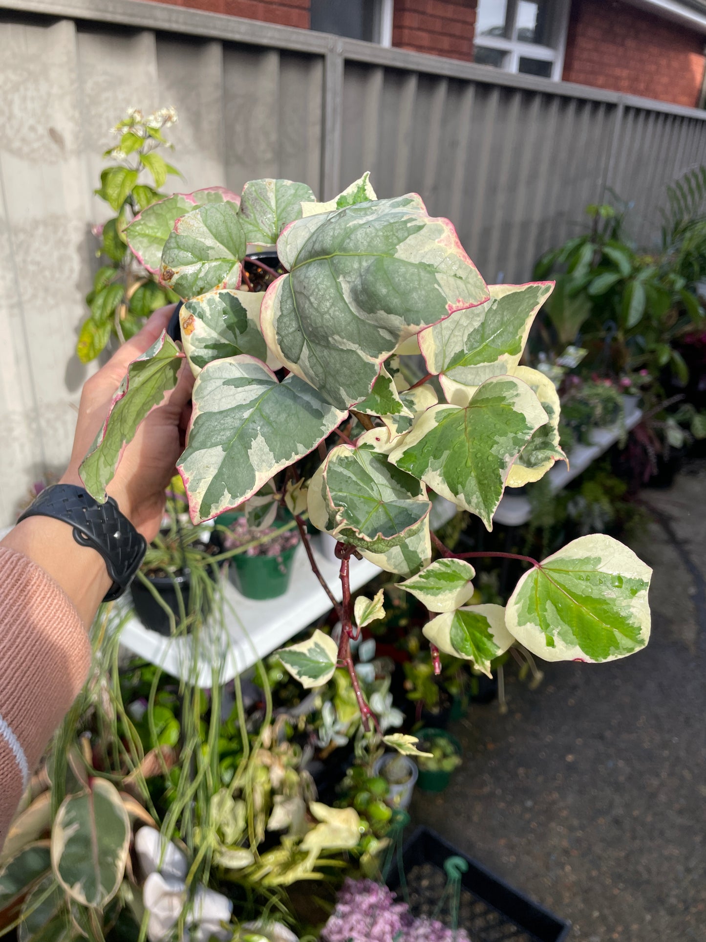 Hedera Variegated Ivy