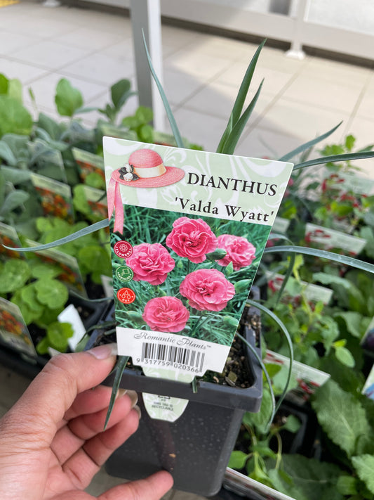 Dianthus Valda Wyatt