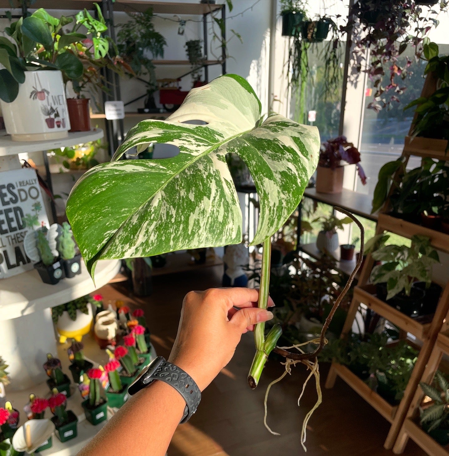 Monstera Albo (non-tissue cultured) cutting D