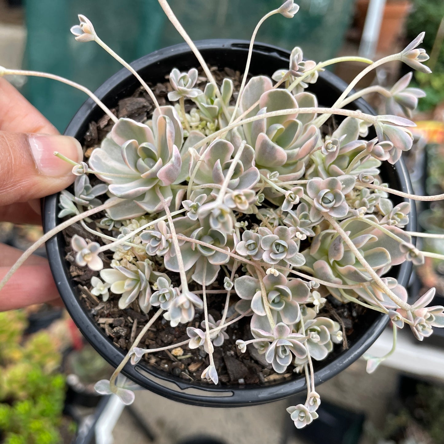 Orostachys Dunce Cap Variegata