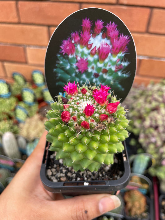 Mammillaria Toluca - Wera Plants