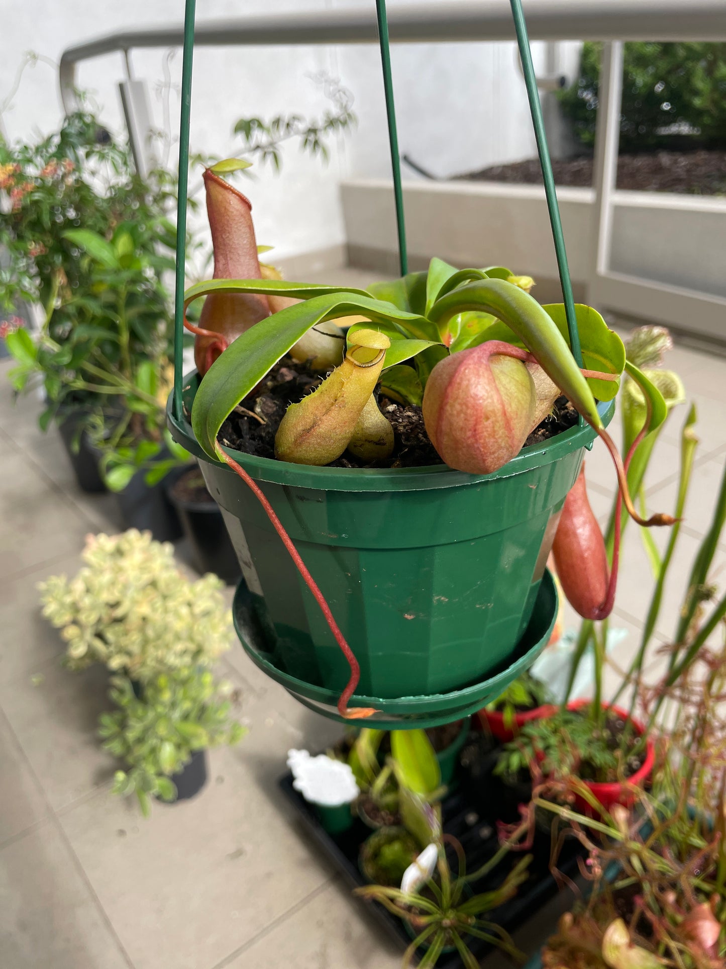 Nepenthes 14cms Pot - Wera Plants