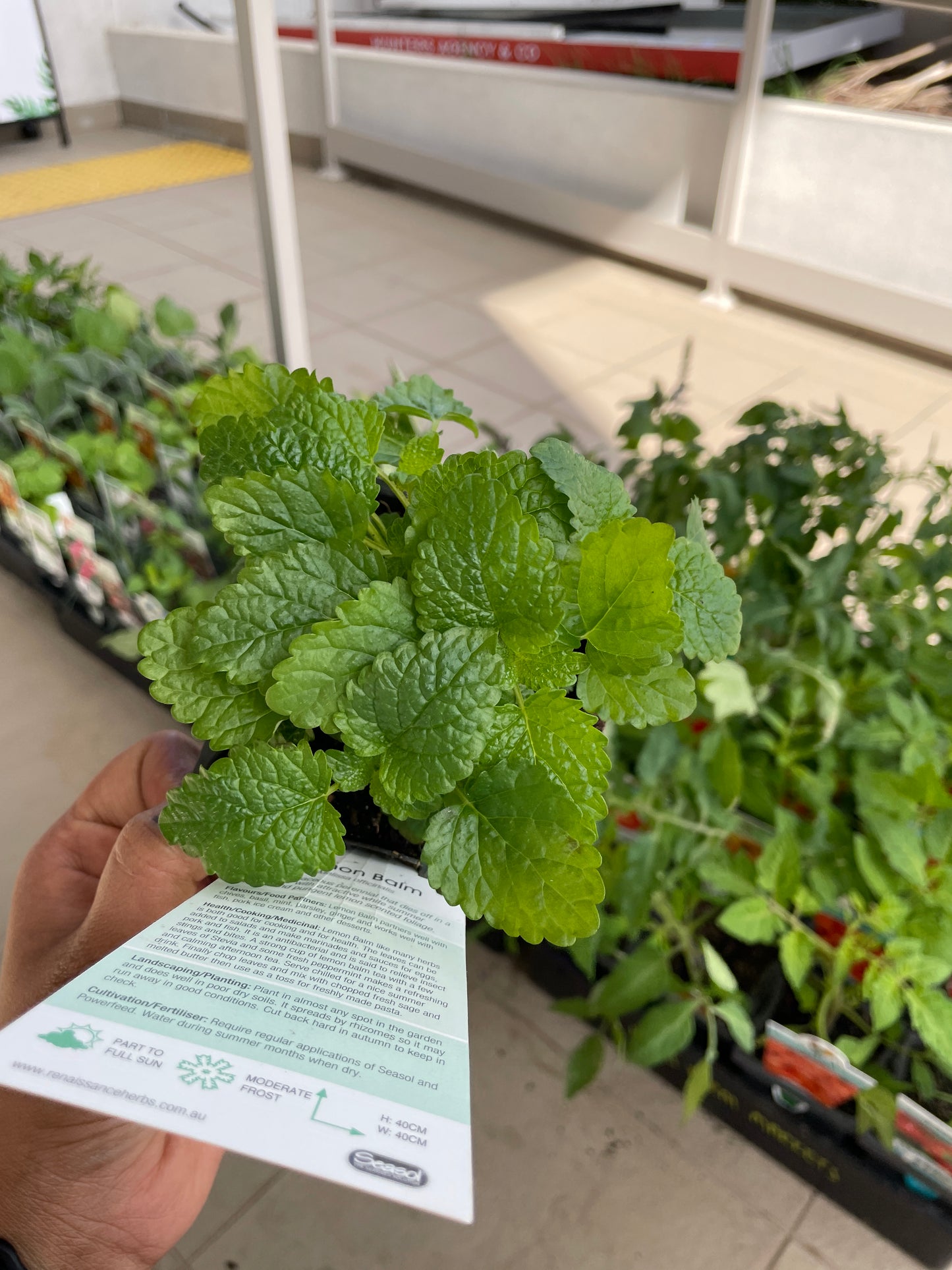 Lemon Balm Tea Herbs