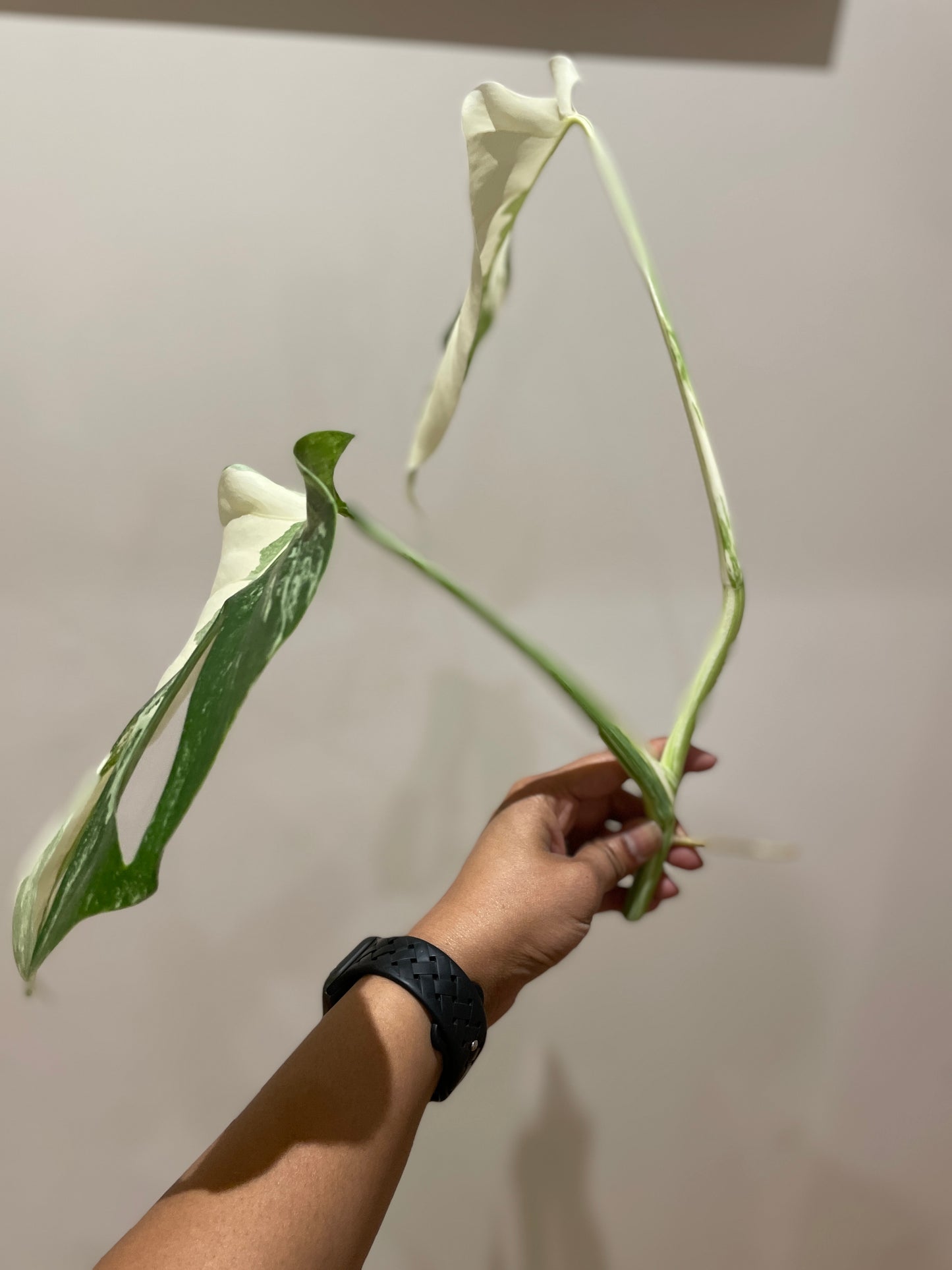 Monstera Albo (non-tissue cultured) cutting A