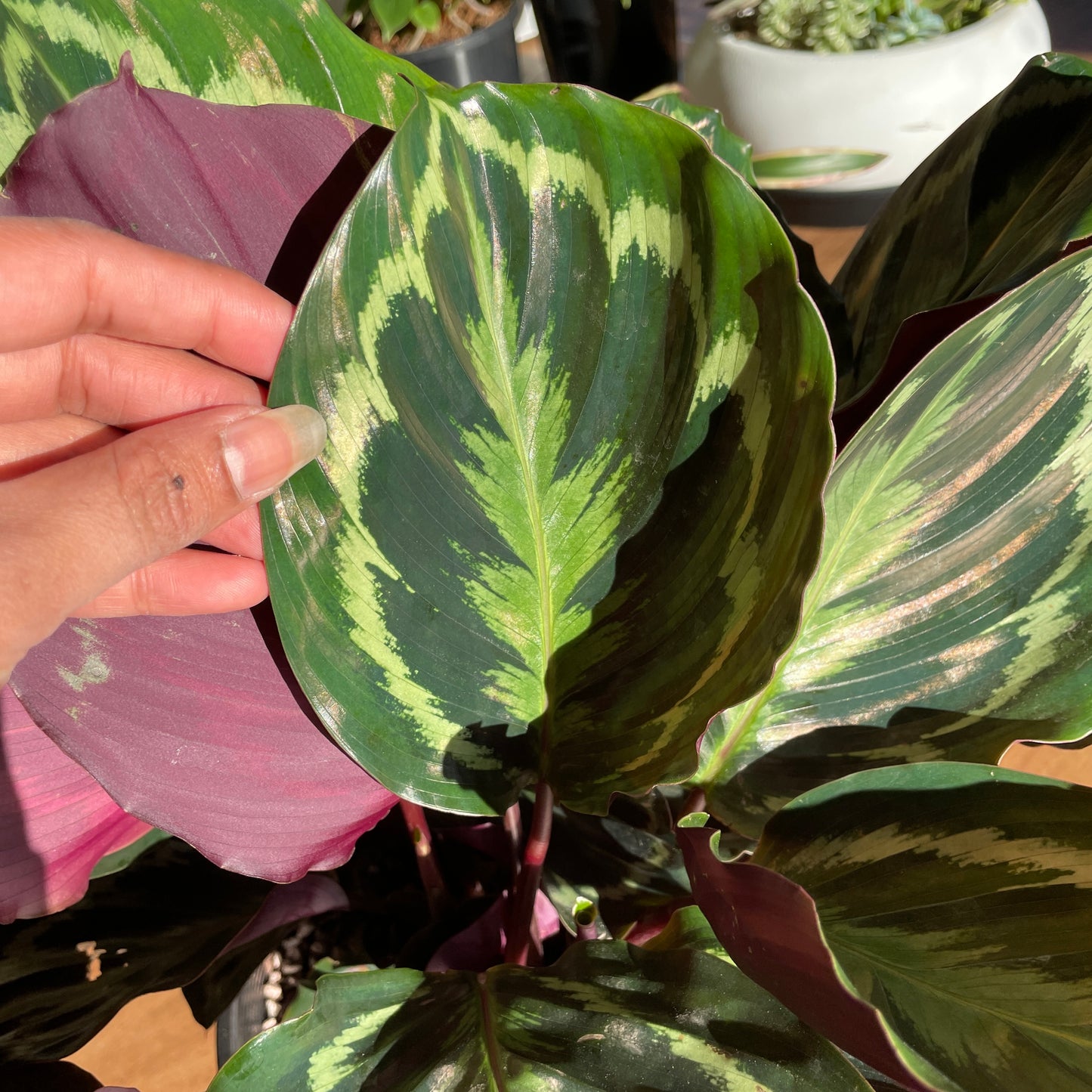 Calathea Roseopicta 200mm