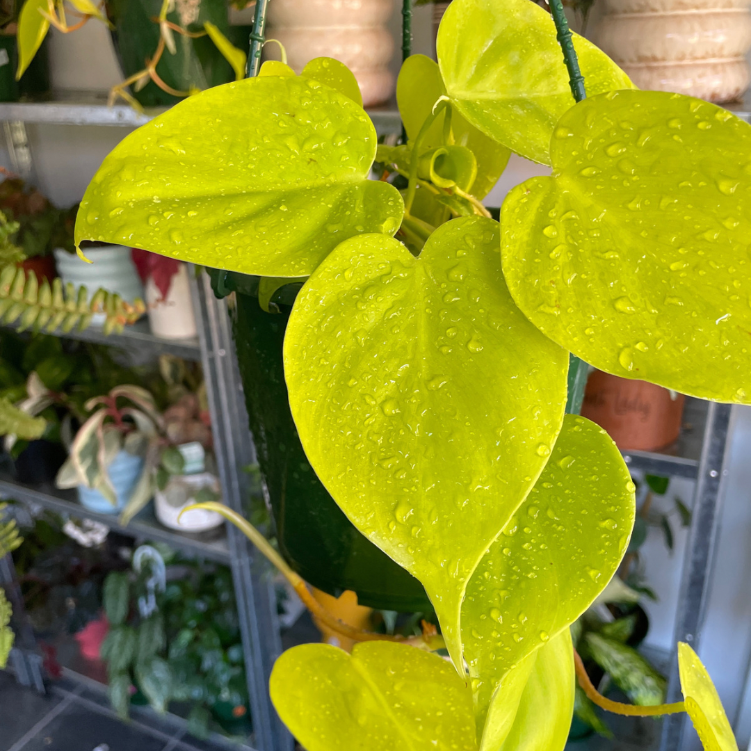 Philodendron Cordatum Heart Leaf Gold