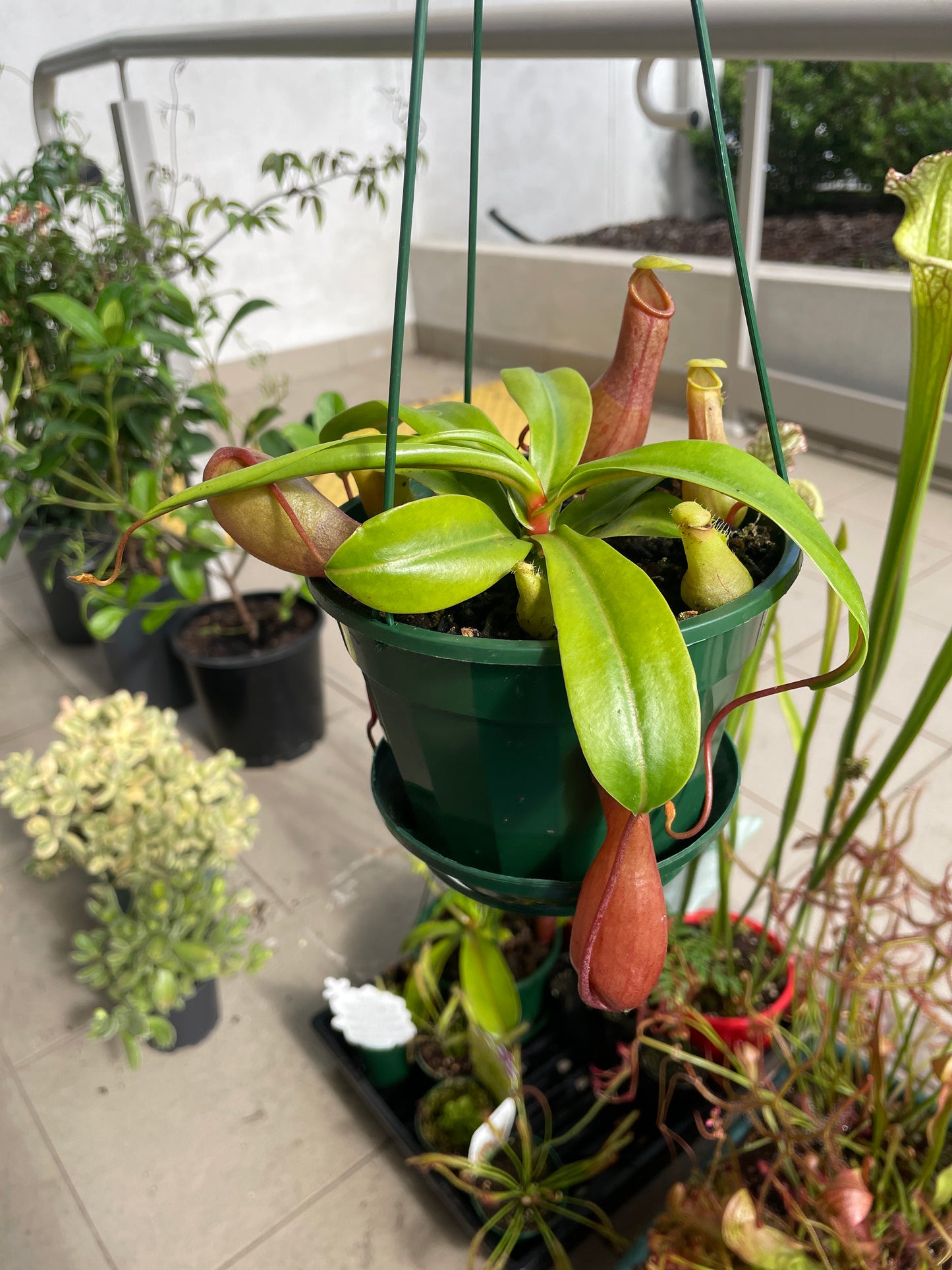 Nepenthes 10cms Pot