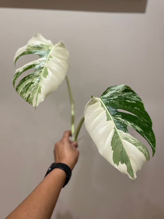 Monstera Albo (non-tissue cultured) cutting A