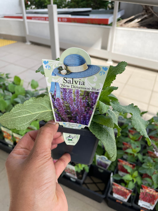 Salvia New Dimension Blue