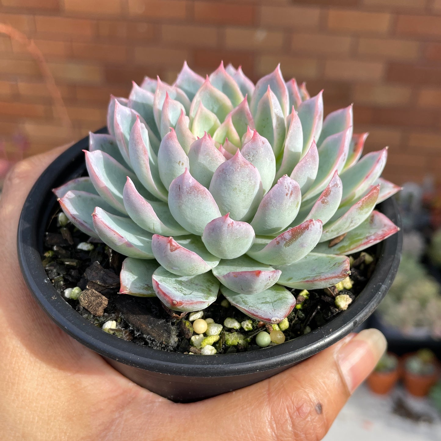 Echeveria Violet Queen