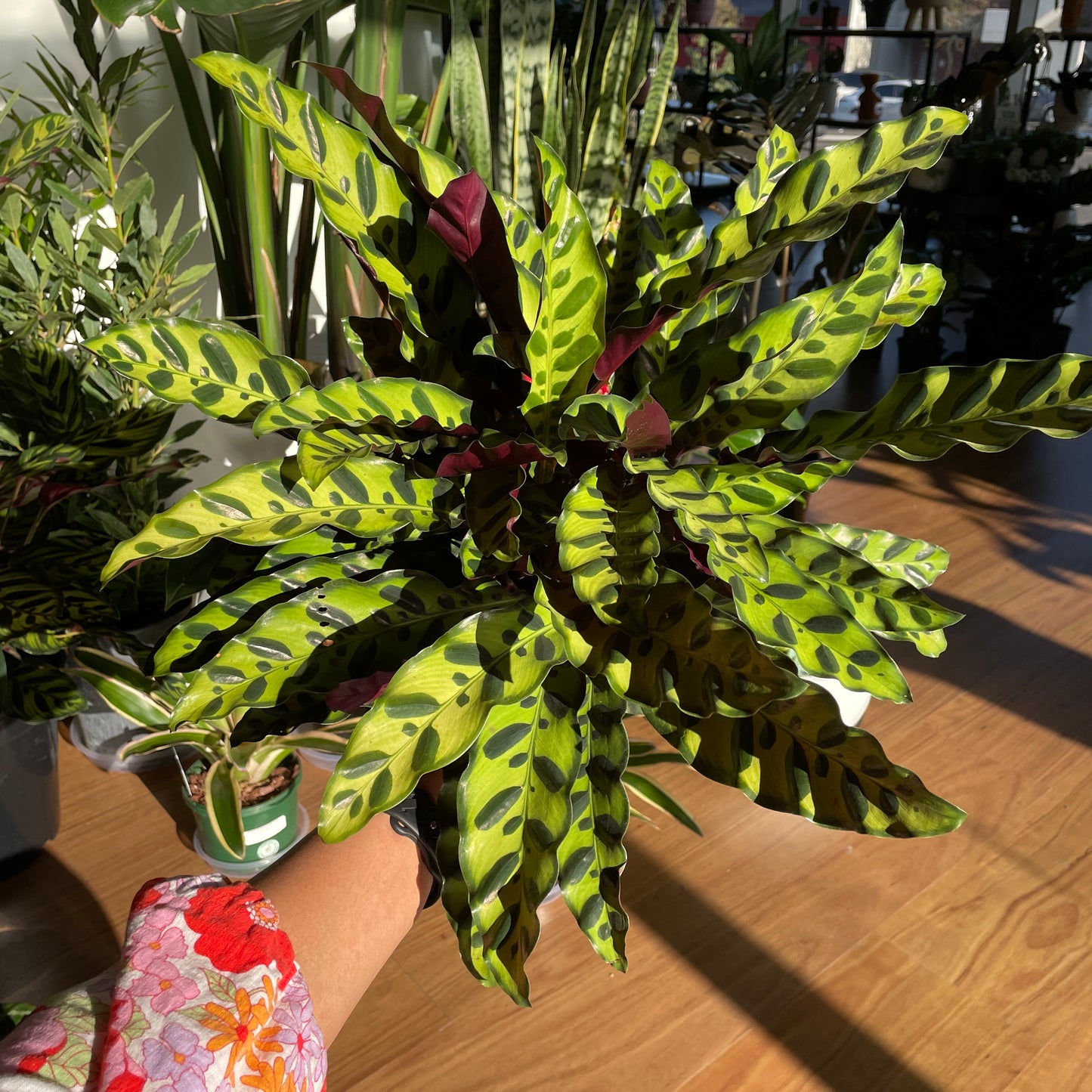 Calathea Rattlesnake 200mm