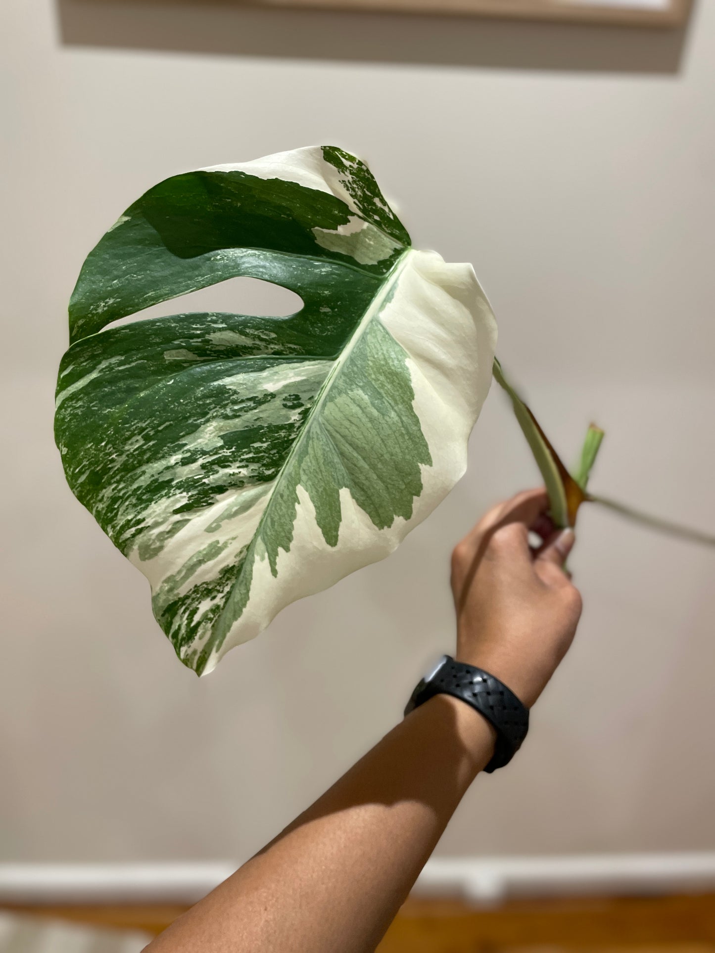 Monstera Albo (non-tissue cultured) cutting B