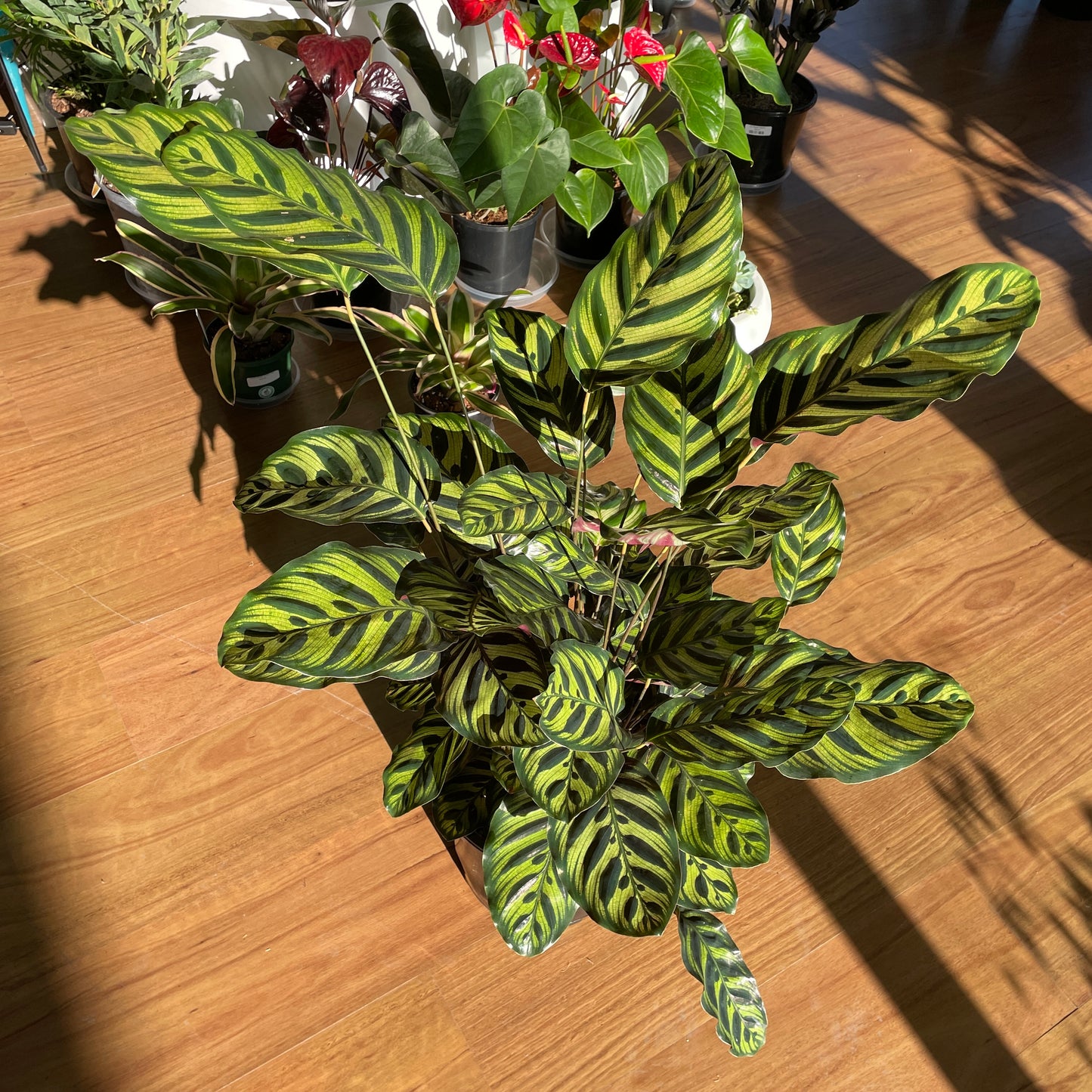 Calathea Makoyana (Peacock Plant)250mm